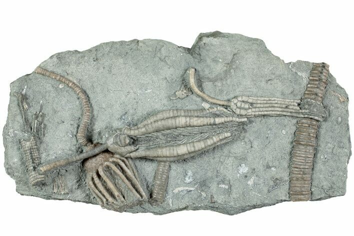 Fossil Crinoid Plate (Three Species) - Indiana #232254